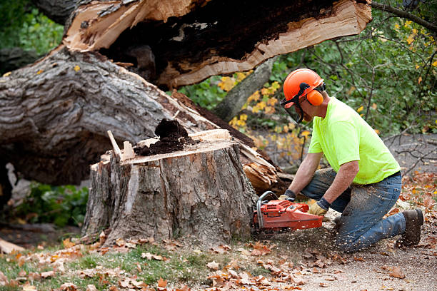 Best Emergency Tree Removal  in Union City, IN